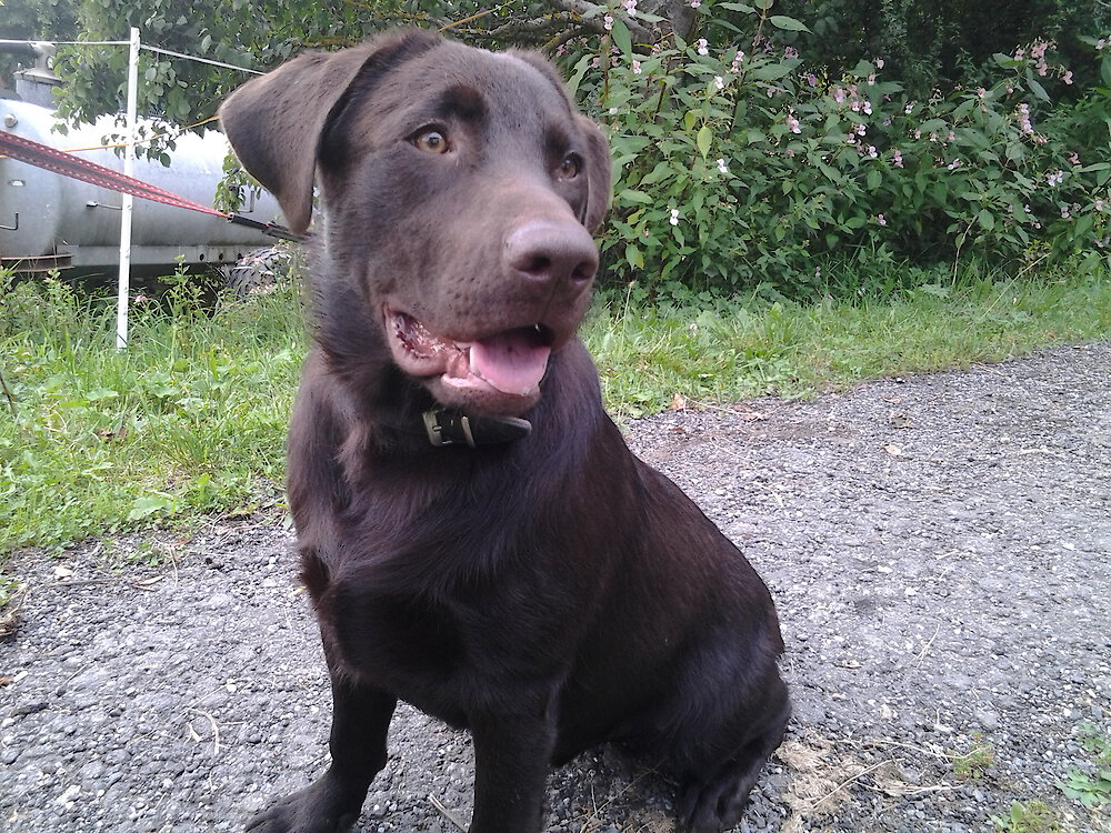 Familienbauernhof Killinger